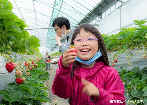 やまや自社農園 朝倉マルシェ 果樹蔵 にて いちご狩り体験予約受付スタート 知識情報 知識情報top やまやのおいしいもの部 やまやコミュニケーションズ